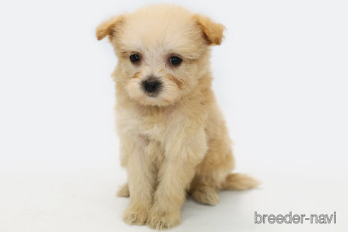 成約済の神奈川県のミックス犬-313035